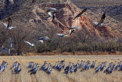 Sandhill Cranes - New Mexico