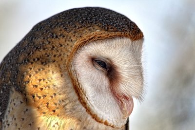 Barn Owl Profile - Tuscon Desert Museum - Tucson, Arizona
