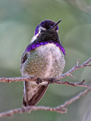 Costas Hummingbird - Tuscon Mountain Museum - Tucson, Arizona