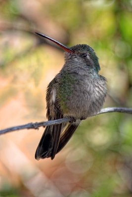 Humming Bird - Tucson Mountain Park - Tucson, Arizona