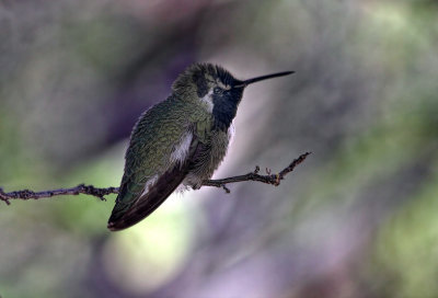 Hummingbird - Tucson Mountain Museum - Tucson, Arizona