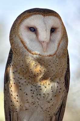 Barn Owl  - Tucson Mountain Museum - Tucson, Arizona