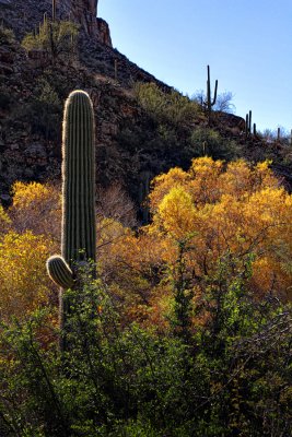 Saguaro and Color - Sabino Canyon - Arizona