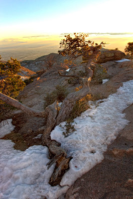 Evening Pine - Mount Lemmon - Arizona