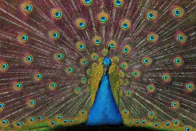 Peacock in Display - Kesely See Canyon Winery - San Luis Obispo, California