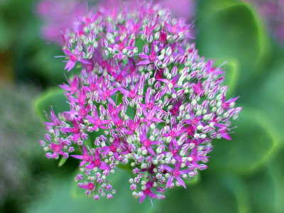 Sedum