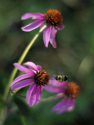 Coneflower and Bee