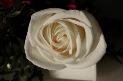 50th anniversary rose