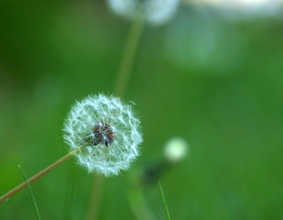 Dandelion