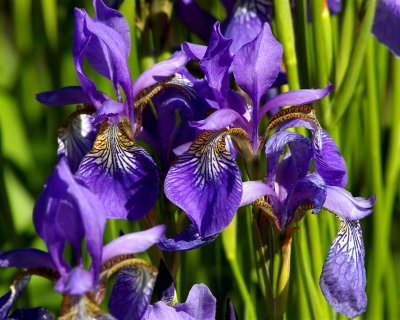 Iris