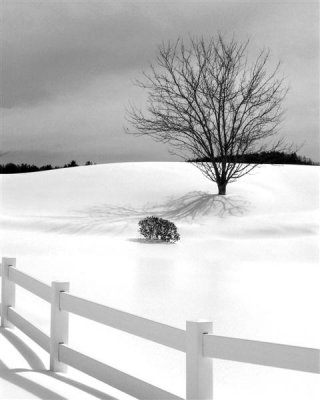 Lonely Tree