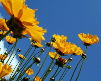 flowers from an ant's view