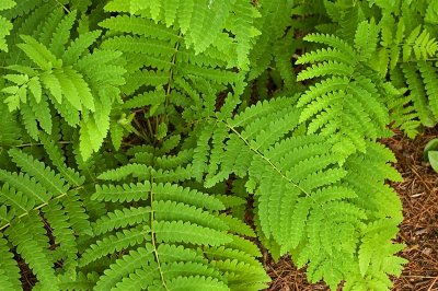 boston ferns