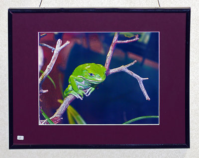 Tree frog at NE Aquarium (K2005426aIR)