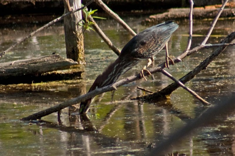 9104 Green Heron - slinky neck