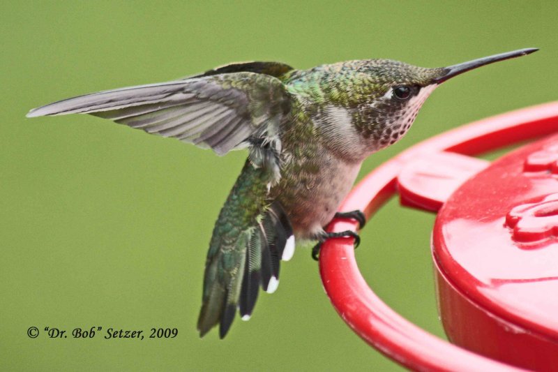 9576 Juvenile Hummer