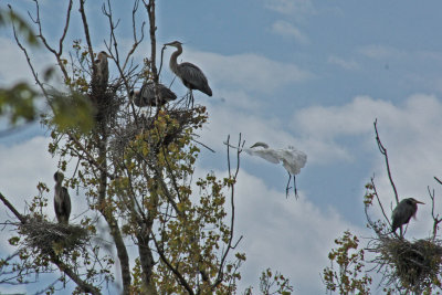 8072 Great Egret flies in