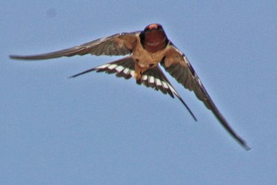 9843 Barn Swallow flying