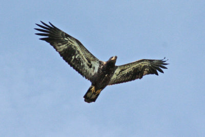 9928 Juvenile Bald Eagle