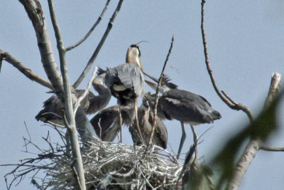 0815  GB Herons at Holland