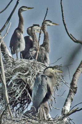 0866  GB Herons at Holland