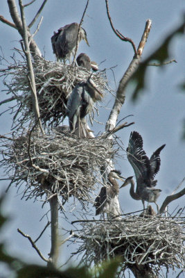 0886  GB Herons at Holland