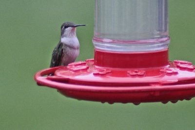 8573 Female Ruby-throated Hummingbird