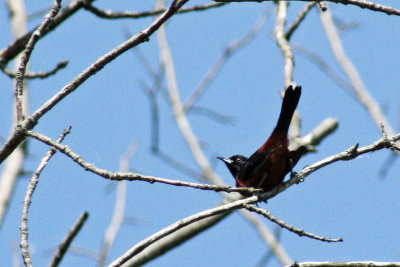 2593 Orchard Oriole at Holland Ponds