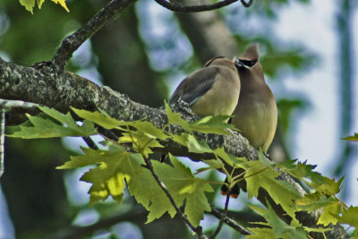 3035 Cedar Waxwings kissing at Holland