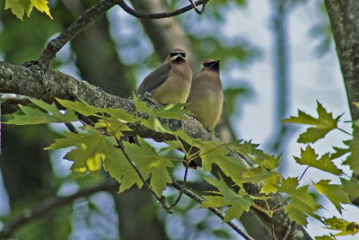 3032 Cedar Waxwings at Holland