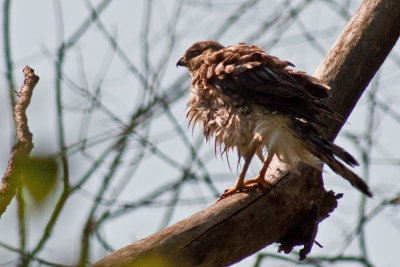 3864 Coopers Hawk - bad hair day