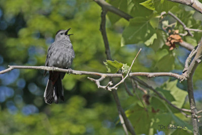 4283 Singing Gray Catbird at Holland