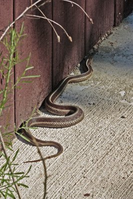 3433 Holland outhouse Garter Snake
