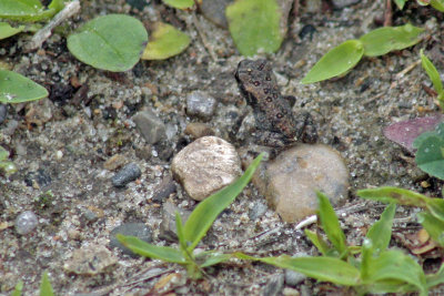 4076 toad crosses road