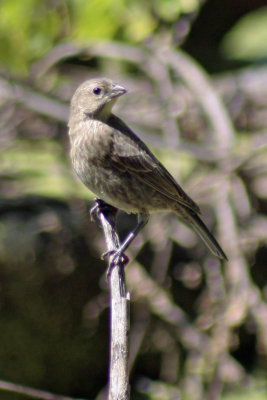 6826 Cowbird - young or female - verified