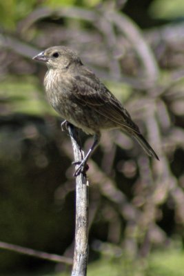 6828 Cowbird - young or female- verified