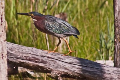 9179 Green Heron adult