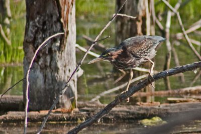 9077 Green Heron at Holland