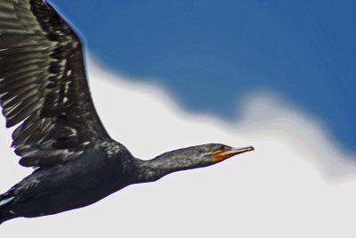 8675 Cormorant flying