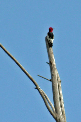 8671 Red-headed woodpecker