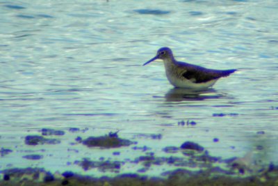 DSCN2907 Solitary Sandpiper - scoped