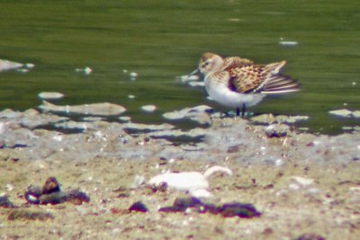 DSCN2880 Least Sandpiper - scoped