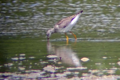 DSCN2914 Lesser Yellowlegs