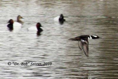 0172 Hooded Merganser flying