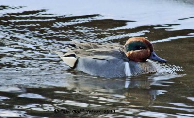 1083 Green-winged Teal