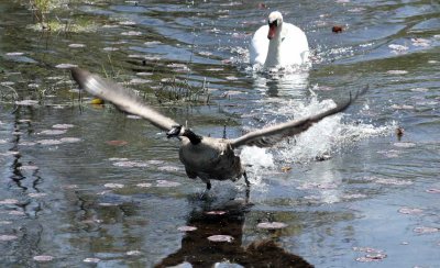 7207-Swan Chases Goose