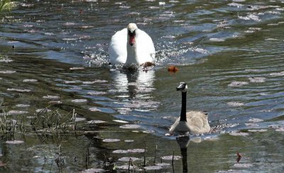 7205-Swan Chases Goose