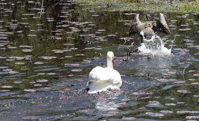 7203-Swan Chases Goose