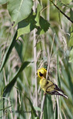 6063-Goldie-feeding-goldie.jpg