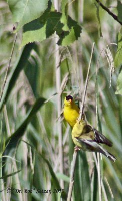 6064-Goldie-feeding-goldie.jpg